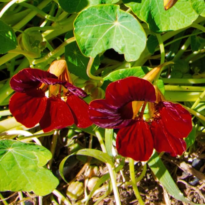 Black Velvet Nasturtium Tropaeolum majus flower seeds for planting in kitchen garden borders - Dharaseeds