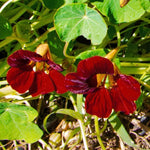 Black Velvet Nasturtium Tropaeolum majus flower seeds for planting in kitchen garden borders - Dharaseeds