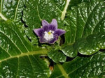 black-mandrake-mandragora-autumnalis-seeds-heirloom-non-gmo

