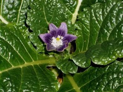 black-mandrake-mandragora-autumnalis-seeds-heirloom-non-gmo


