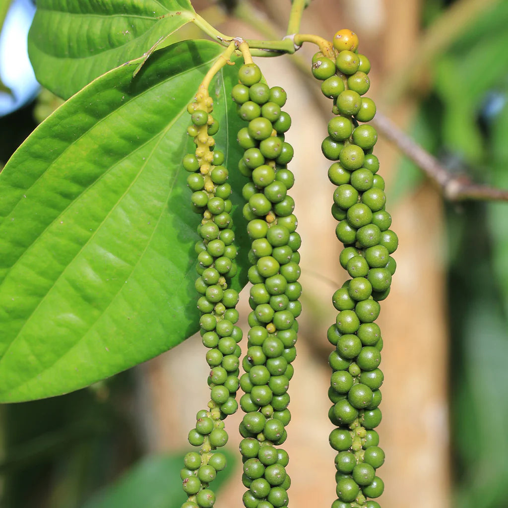 Green Piper Nigrum (Black Pepper) Plant Seeds for Gardening heirloom & Non-GMO Seeds – Fresh Herb for Your Garden