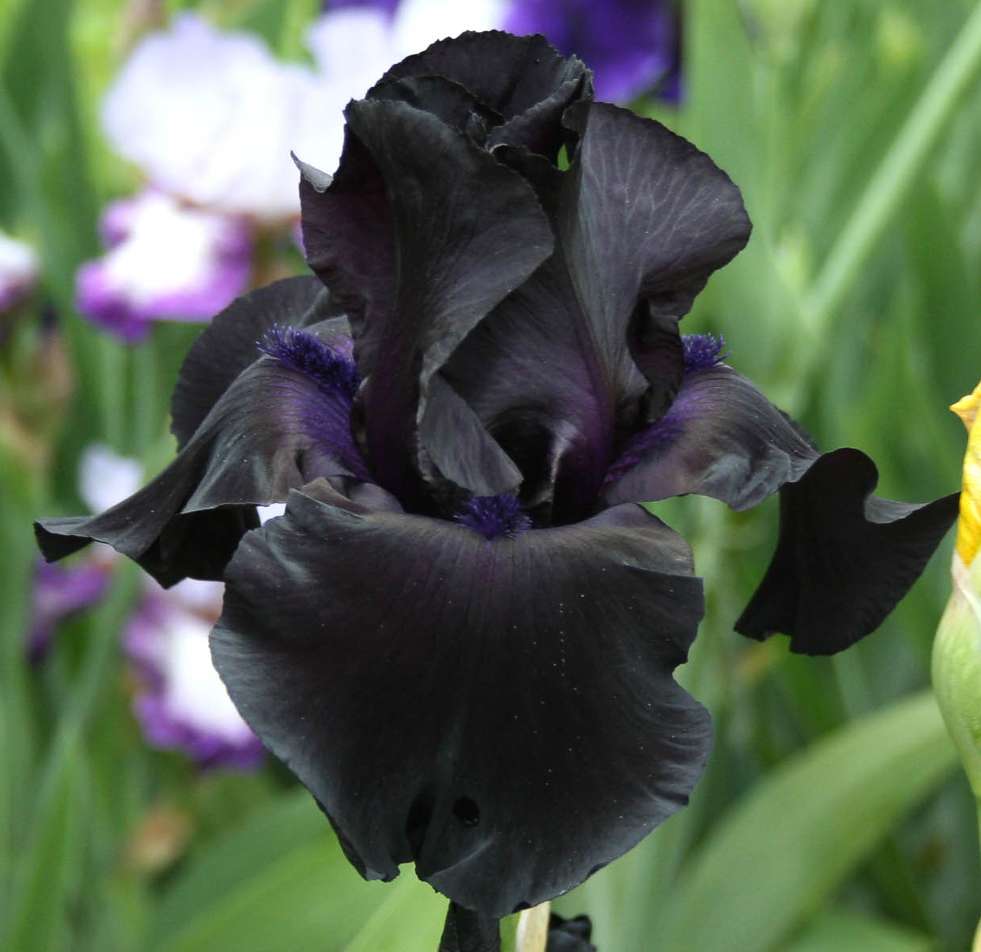 Bearded Iris - Black Suited