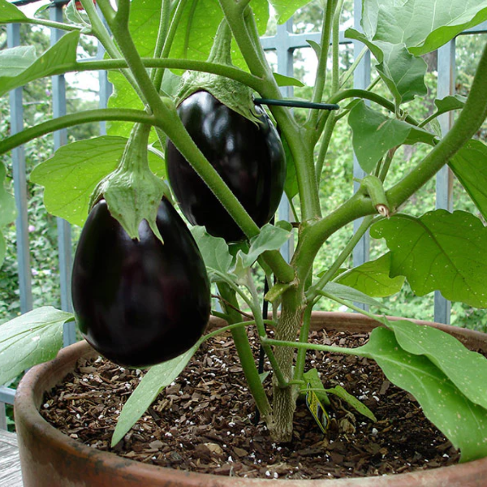 Dusky Eggplant Seeds for Planting