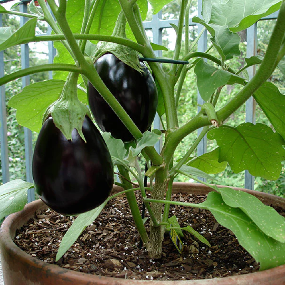 Eggplant Seeds for Planting, Dark Purple