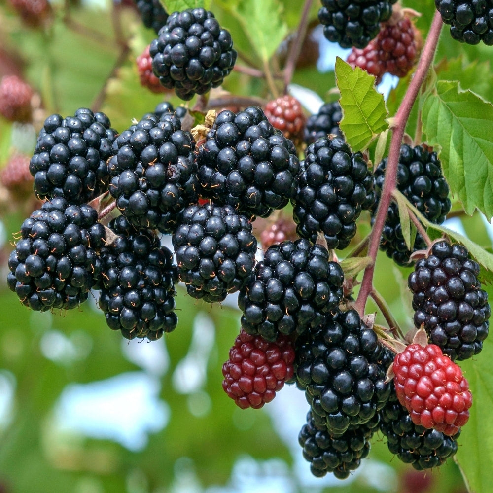 Rubus Triple Crown Blackberry