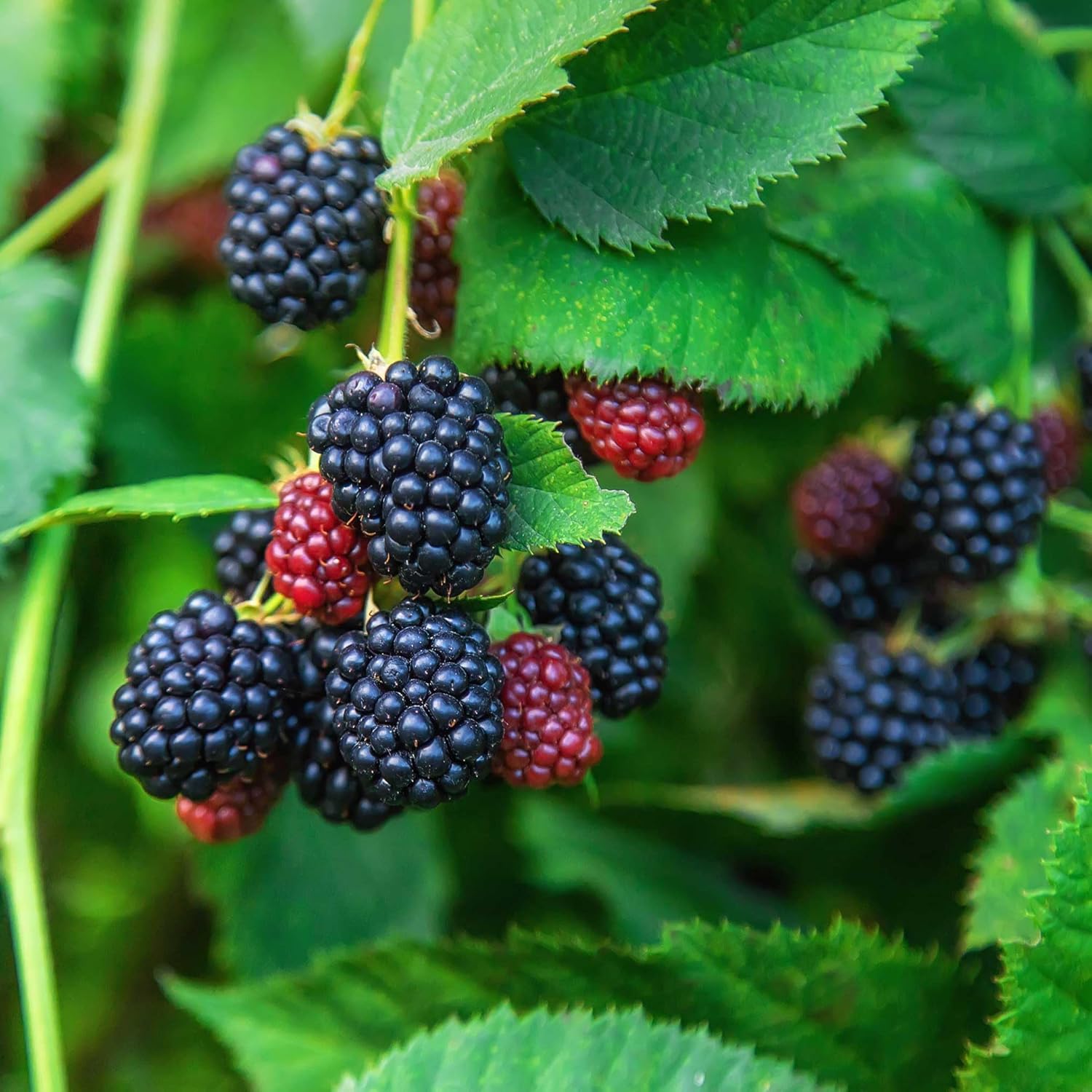 Blackberry seeds jumbo thornless variety for home garden planting