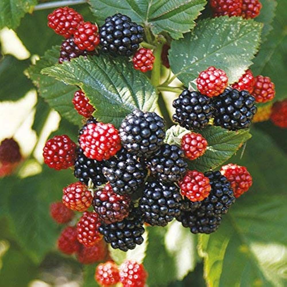 Blackberry seeds Rubus Fruticosus for planting in backyard gardens