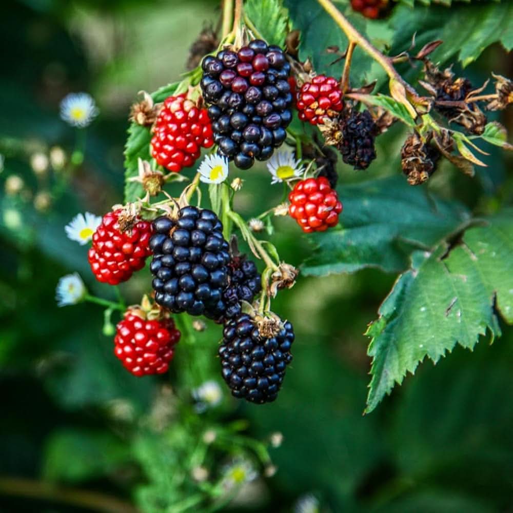 Thornless giant blackberry seeds for gardeners