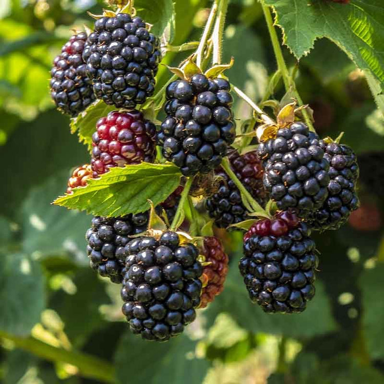 Blackberry Seeds (Rubus fruticosus)