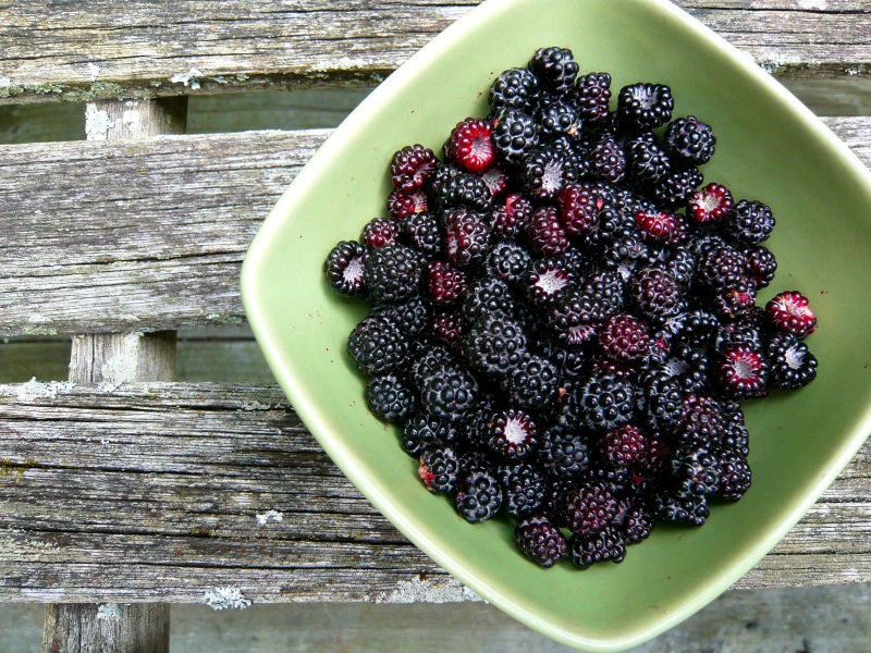 Black Raspberry Seeds (Rubus occidentalis)