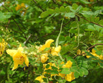 Bladder Senna garden bush with decorative seed pods