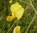 Bladder Senna Non GMO plant seeds heirloom bush seeds