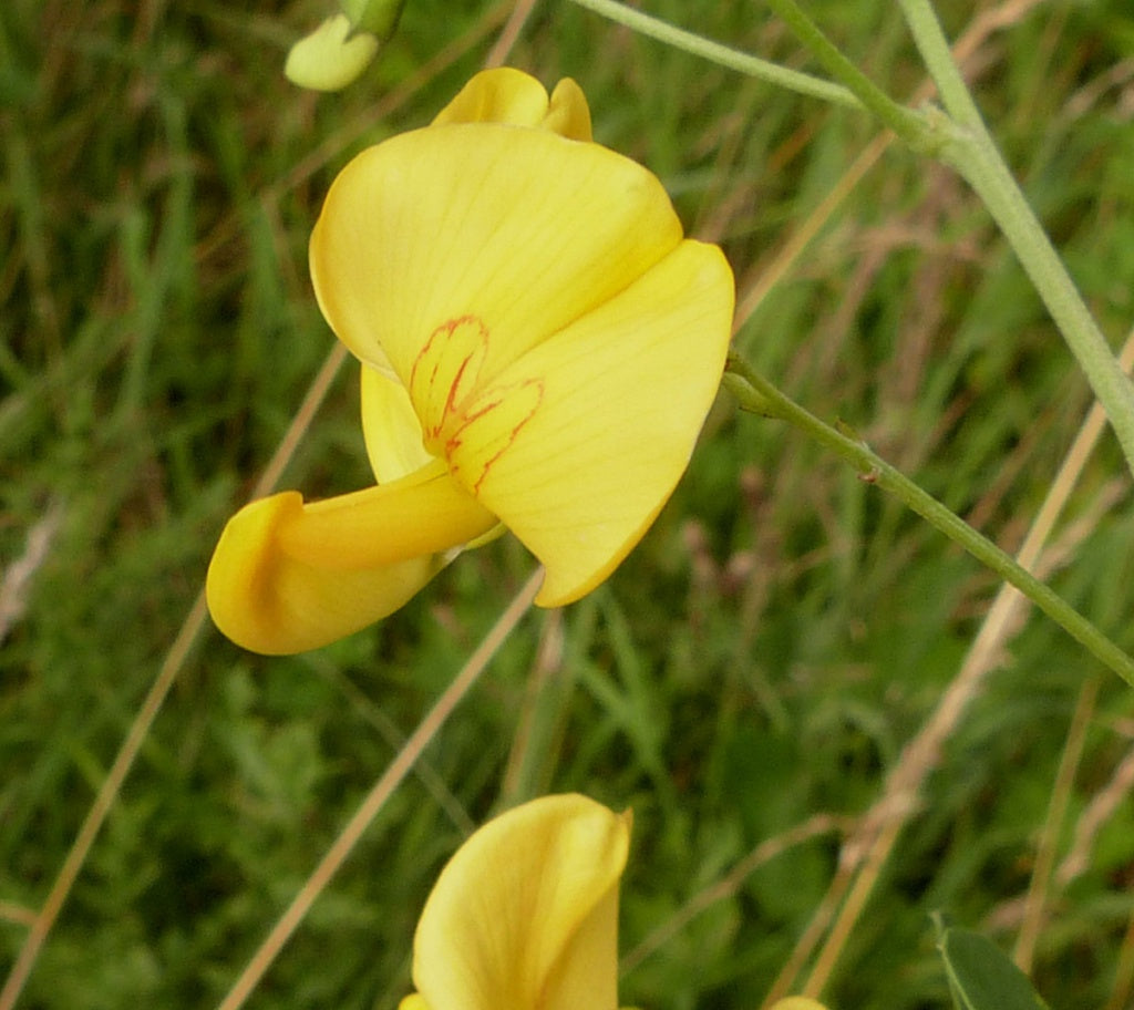 Bladder Senna Non GMO plant seeds heirloom bush seeds