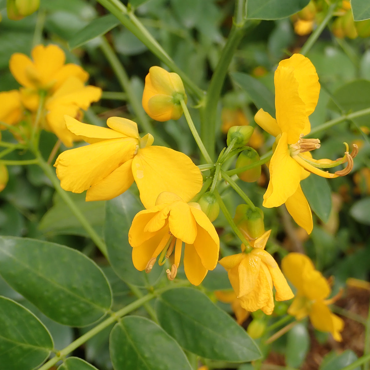 Bladder Senna seeds ornamental bush plant seeds for planting