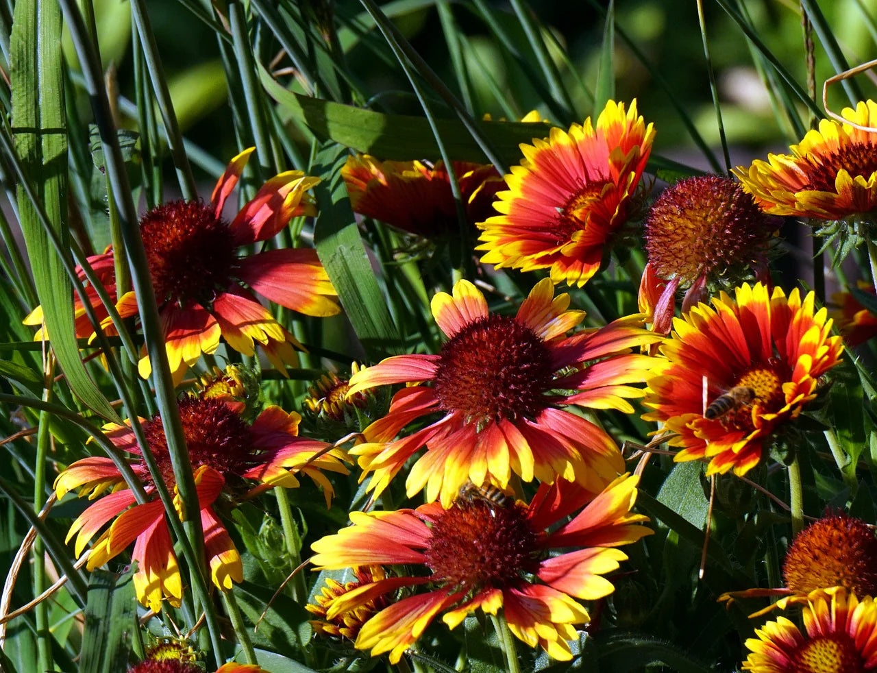 Blanket flower Seeds