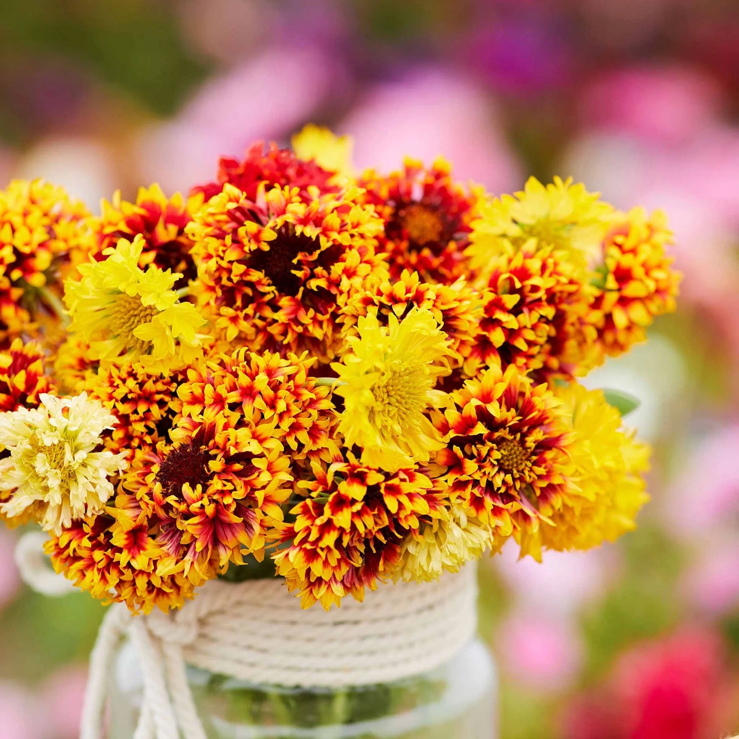 Blanket Flower Seeds - Sundance