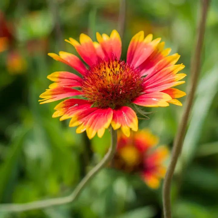 Yellow Red Aristata Flower Seeds for Planting - NON GMO Seeds Dhara Seeds