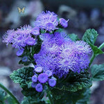 Blau Ageratum Mist Flower Seeds – Blue Puffball Blooms for Borders & Pollinator Gardens - Dharaseeds