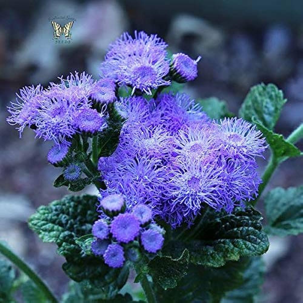 Blau Ageratum Mist Flower Seeds – Blue Puffball Blooms for Borders & Pollinator Gardens - Dharaseeds