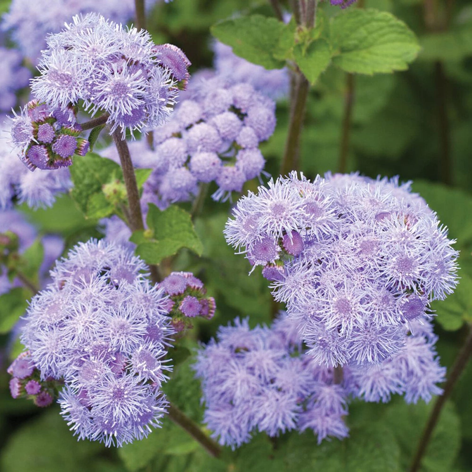 Blau Ageratum Mist Flower Seeds – Blue Puffball Blooms for Borders & Pollinator Gardens - Dharaseeds