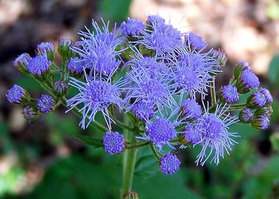 Blau Ageratum Mist Flower Seeds – Blue Puffball Blooms for Borders & Pollinator Gardens - Dharaseeds