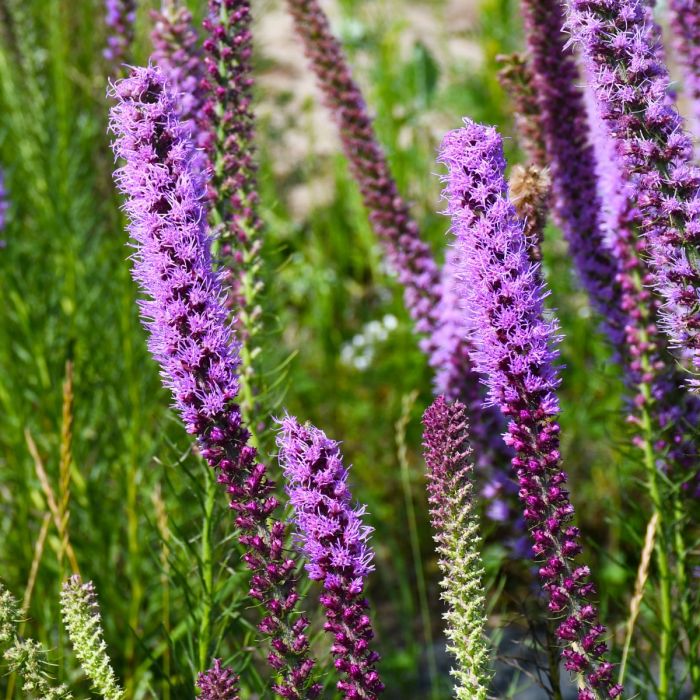 Lavender Liatris Flower Seeds for Planting NON GMO Seeds seeds for planting in home garden