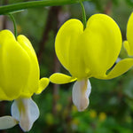 Bleeding heart flower Dicentra spectabilis yellow seeds for shade garden planting - Dharaseeds