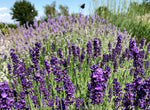 Lavanda Flower Seeds for Planting - NON GMO Seeds Dhara Seeds