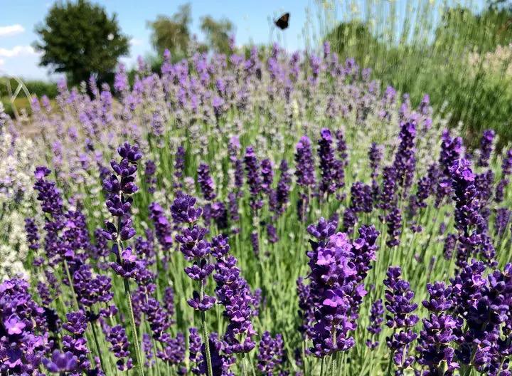 Lavanda Flower Seeds for Planting - NON GMO Seeds Dhara Seeds