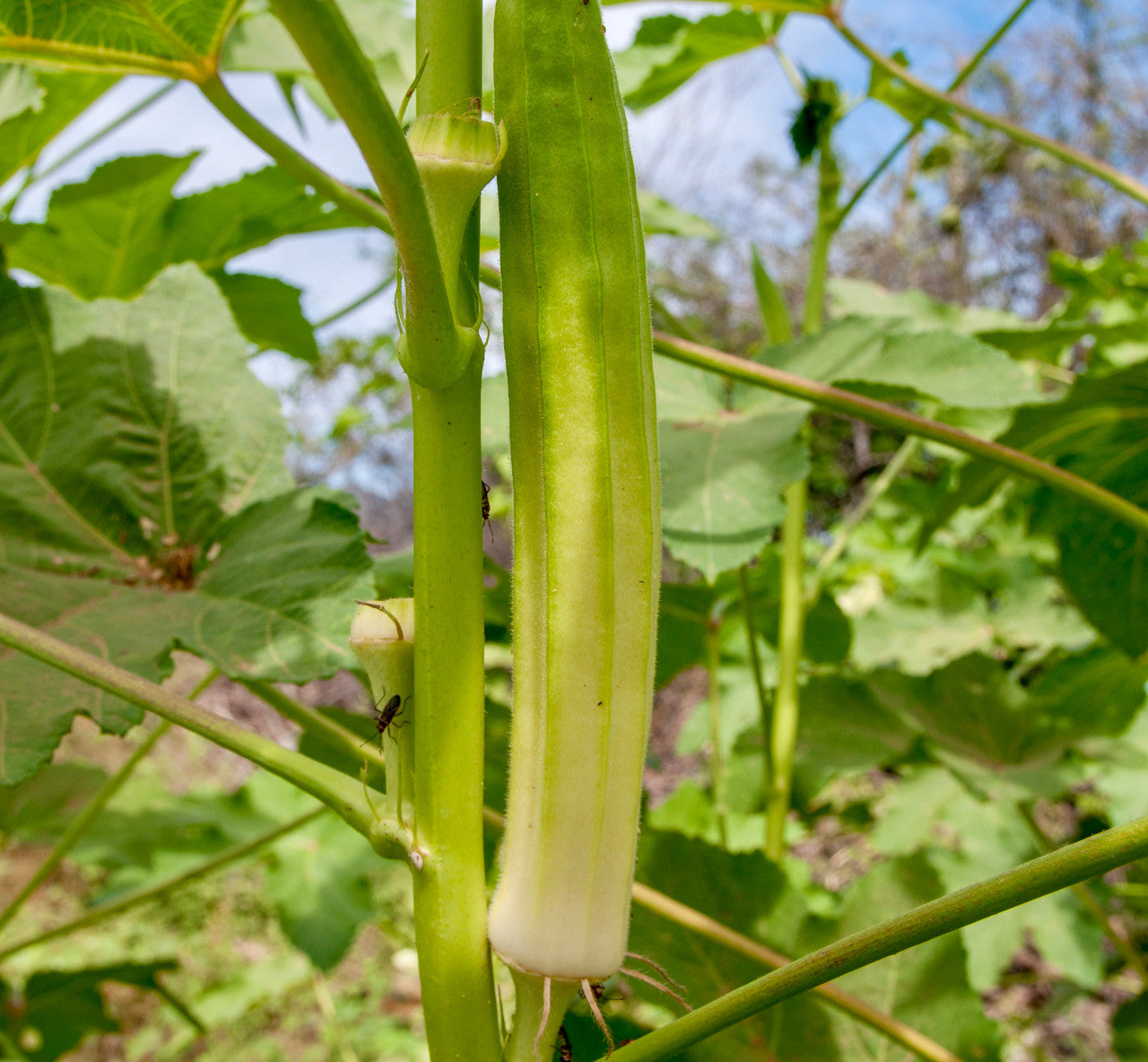 Blondy Okra Seeds | Ivory Pods Mild-Tasting Tender Okra – Heirloom, Non-GMO, High Germination Organic Garden Seeds