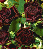 Deep Red Rose Plant Seeds for Planting - Heirloom Non-GMO Garden Seeds for Your Garden Dhara Seeds