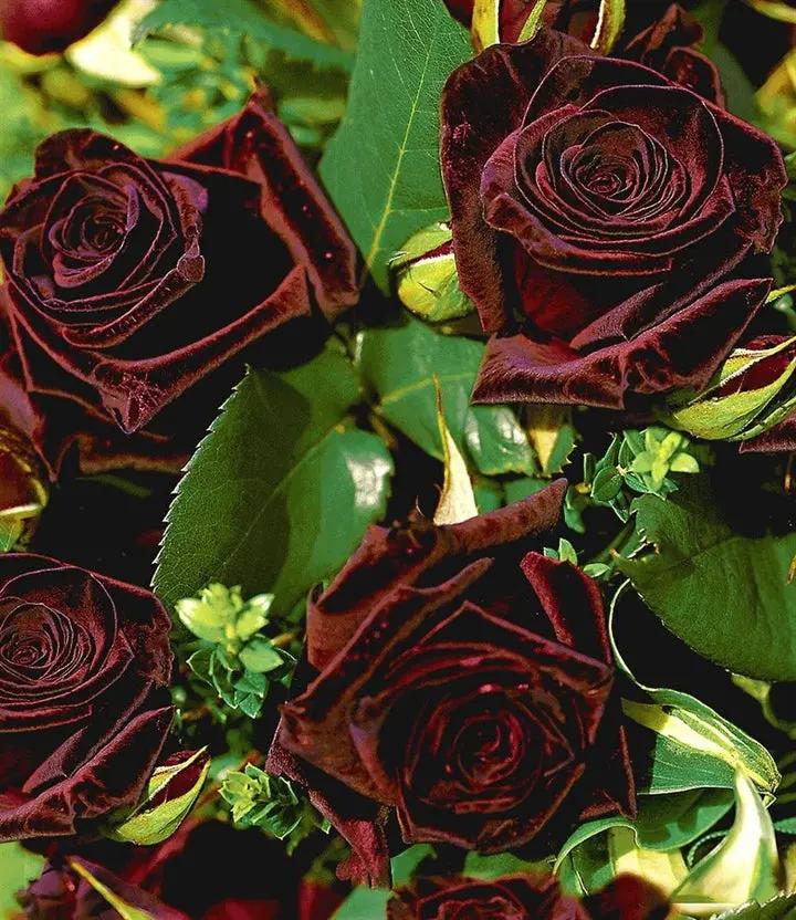 Deep Red Rose Plant Seeds for Planting - Heirloom Non-GMO Garden Seeds for Your Garden Dhara Seeds