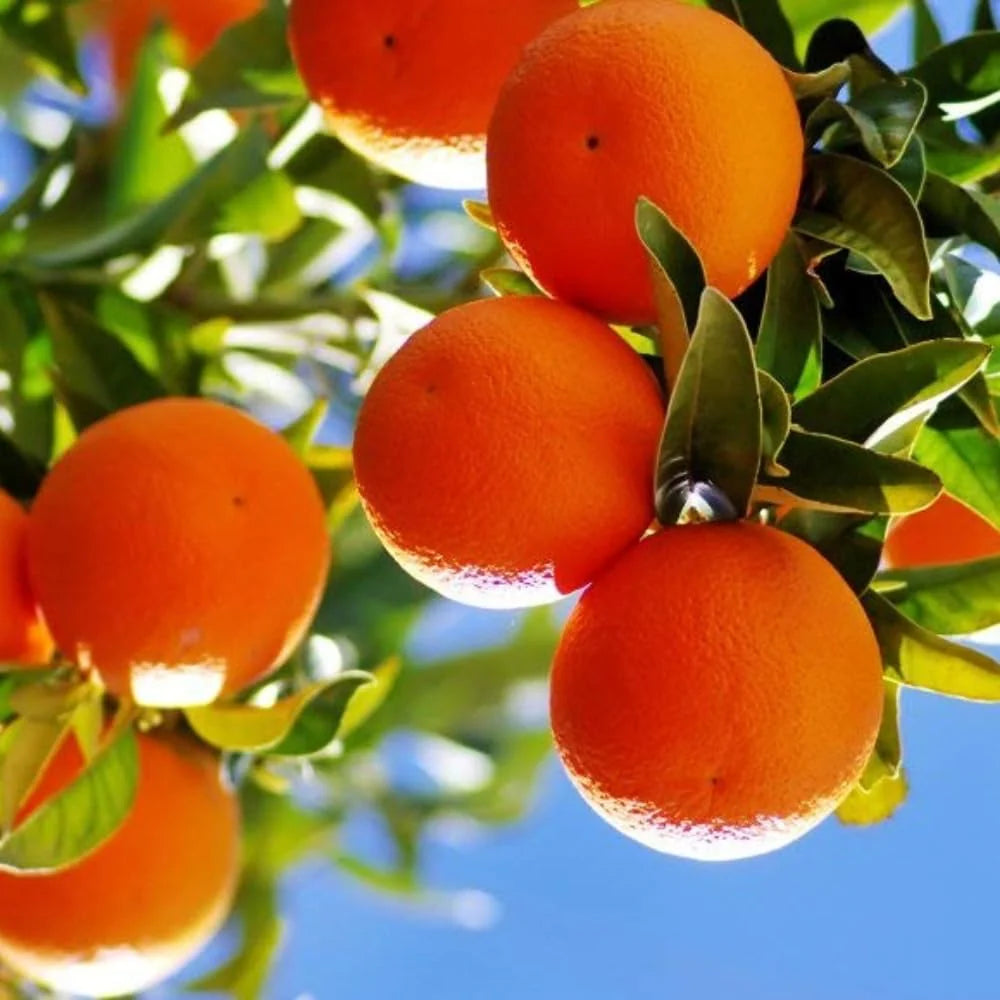 Non GMO Blood Orange citrus seeds for home growing