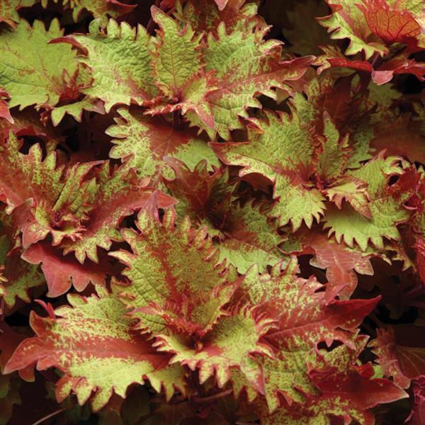 Coleus Henna Seeds