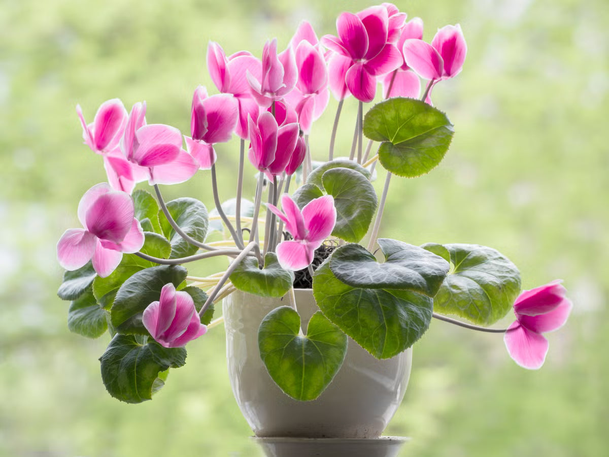 Cyclamen Cyclamen Persicum Blue Flower Seeds for Planting