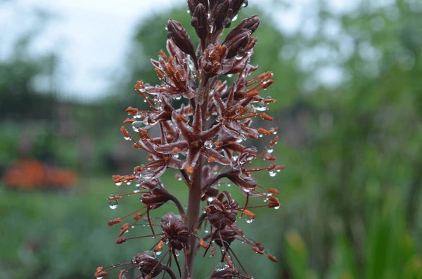Eremurus Flower Seeds for Planting - NON GMO Seeds
