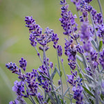 Blooming Lavender Field from Non-GMO Lavender Seeds