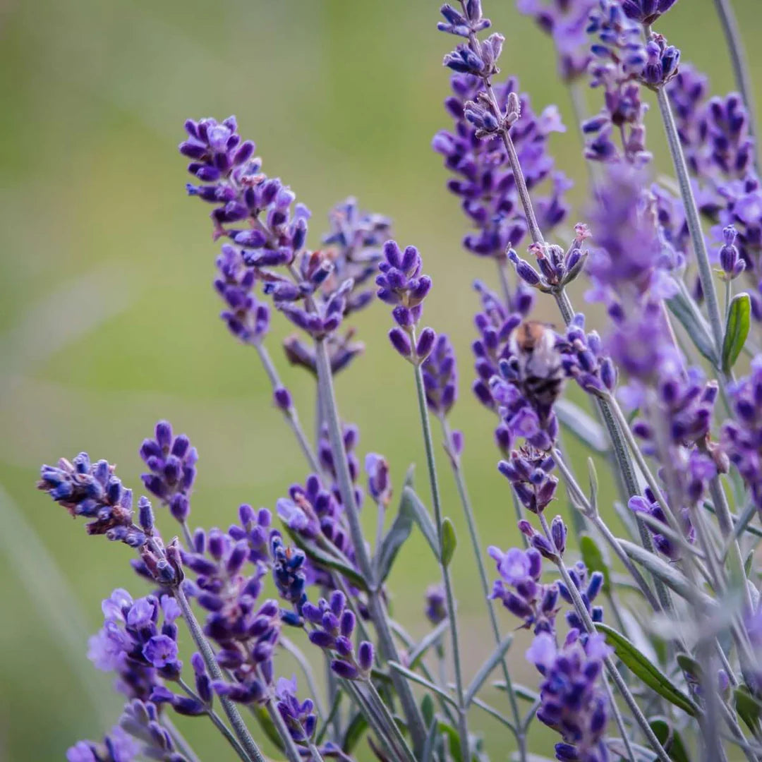Blooming Lavender Field from Non-GMO Lavender Seeds