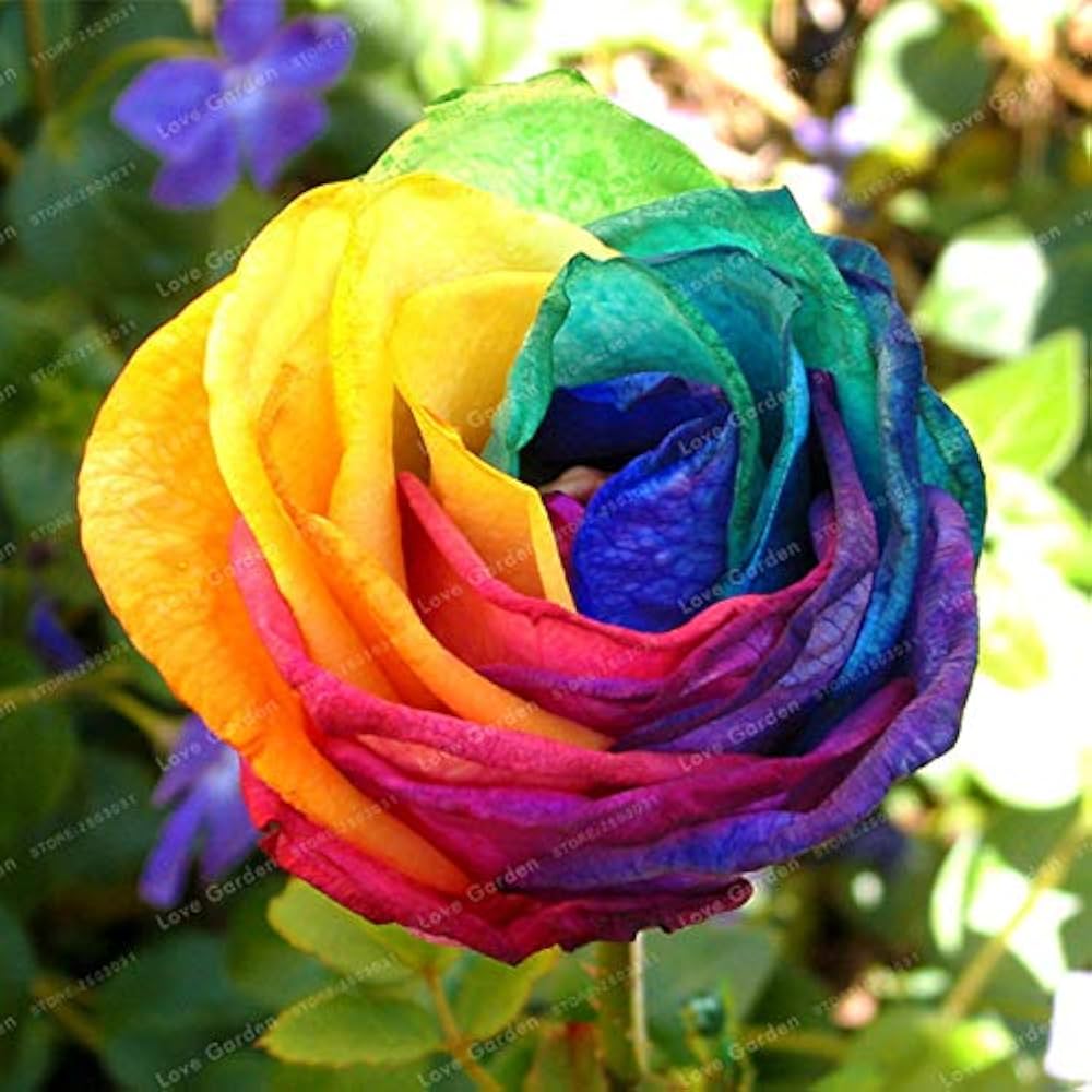 Blooming Rose Multicolor Seeds – Perennial Rose - Like Blooms in a Variety of Shades - Dharaseeds