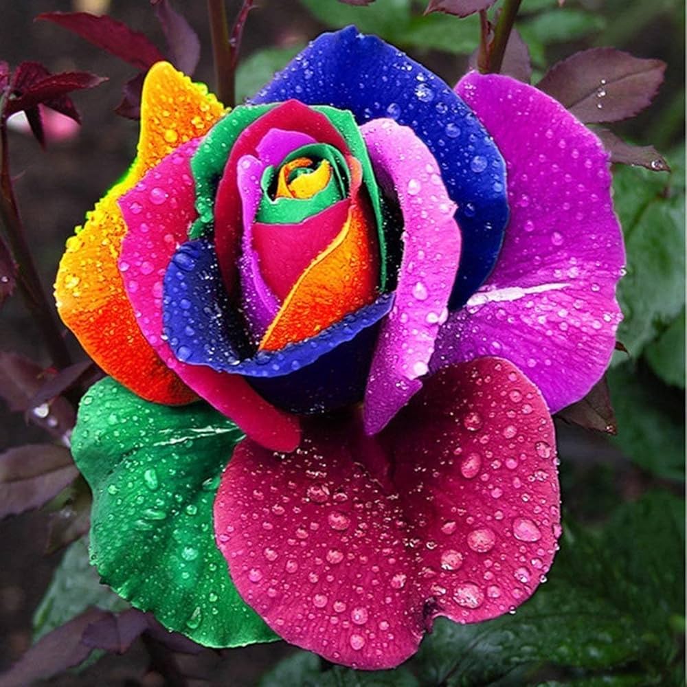 Blooming Rose Multicolor Seeds – Perennial Rose - Like Blooms in a Variety of Shades - Dharaseeds