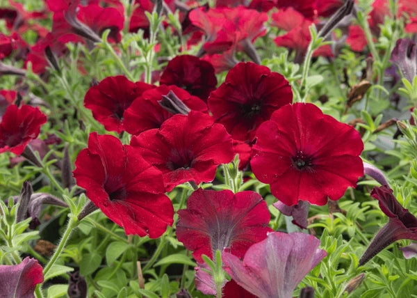 Black Velvet Petunia Red Rare Flowering Seeds For Planting
