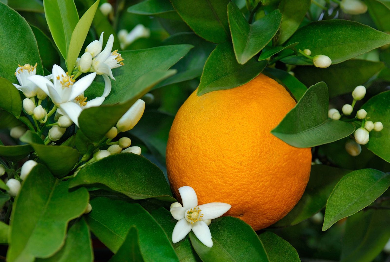 Orangelo (Citrus sinensis × Citrus reticulata) Seeds