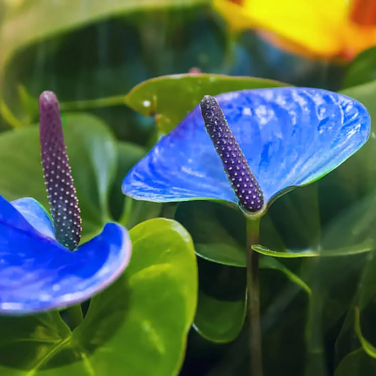 Sky Blue Yellow Anthurium Plant Seeds - Heirloom and Non-GMO Garden Seeds for Planting