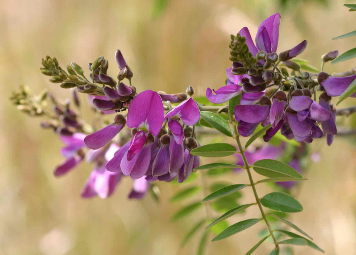 Blue Astragalus flowering plant in landscape garden