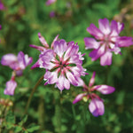 Blue Astragalus seeds for planting in home garden