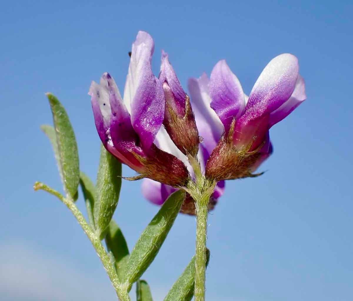Blue Astragalus seedlings growing in nursery