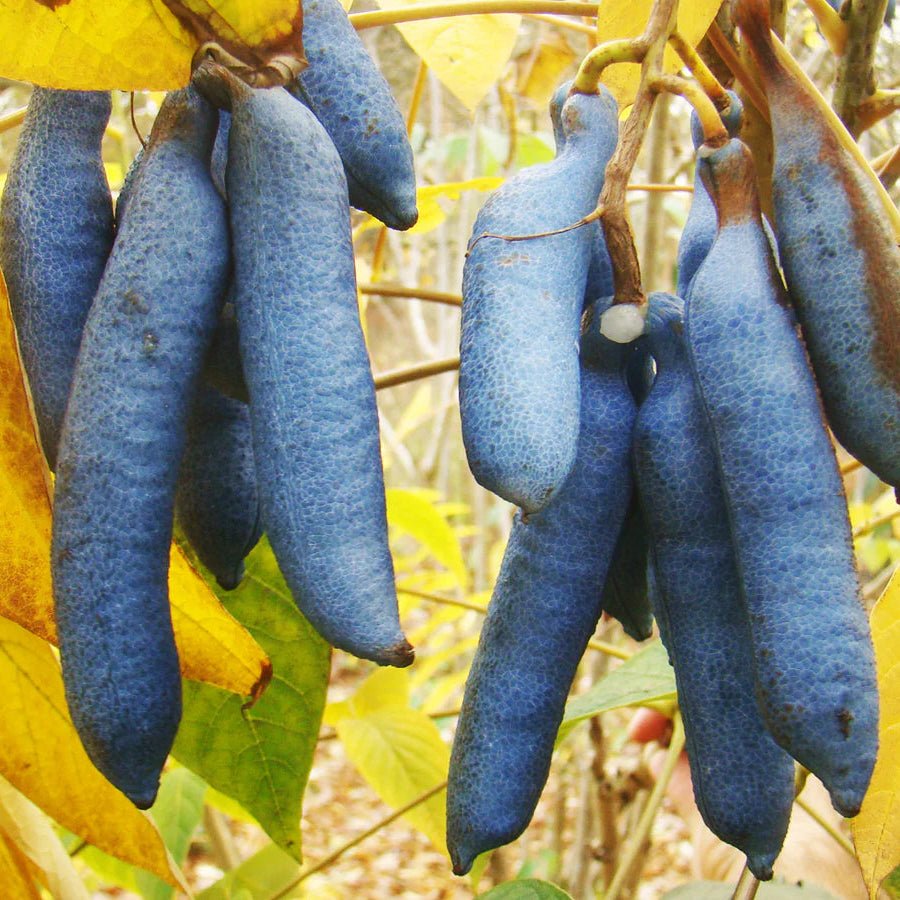 Blue Bean Tree growing in ornamental home garden