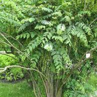 Blue Bean Tree seeds producing unique blue sausage fruit