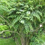 Blue Bean Tree seeds producing unique blue sausage fruit