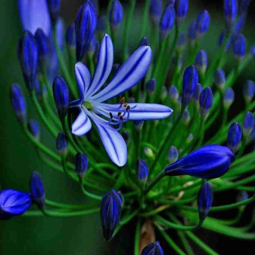Blue Chinese Clivia Seeds – Exotic Flowering Plant - Dharaseeds